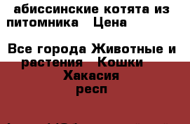 абиссинские котята из питомника › Цена ­ 15 000 - Все города Животные и растения » Кошки   . Хакасия респ.